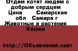 Отдам котят людям с добрым сердцем › Цена ­ 1 - Самарская обл., Самара г. Животные и растения » Кошки   